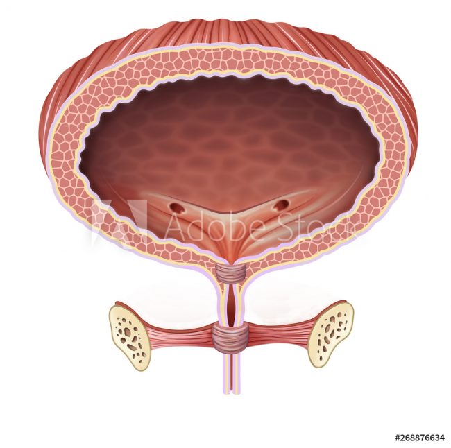 AdobeStock_268876634_Preview