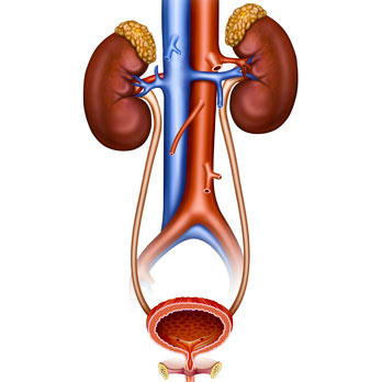VIDEO-LIBRARY-urologia-funzionale