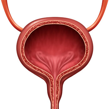 VIDEO-LIBRARY-vescica-uretra